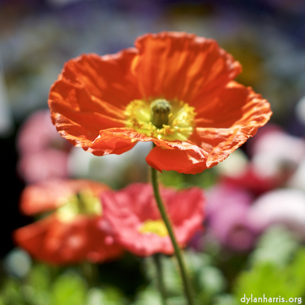 image: This is &lsquo;flower (xiii) 1&rsquo;.