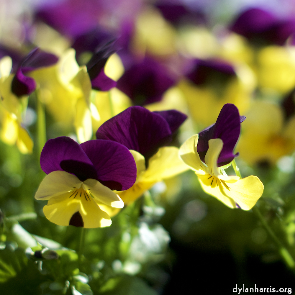 image: This is &lsquo;flower (xiii) 2&rsquo;.