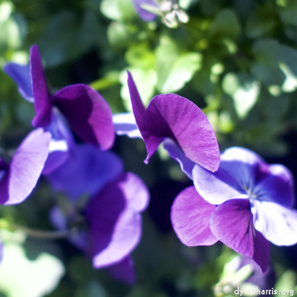 image: This is &lsquo;flower (xiii) 5&rsquo;.
