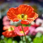 image: Image from the photoset &lsquo;flower (xiii)&rsquo;.