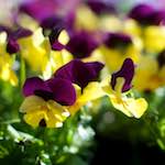 image: Image from the photoset &lsquo;flower (xiii)&rsquo;.