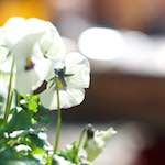 image: Image from the photoset &lsquo;flower (xiii)&rsquo;.