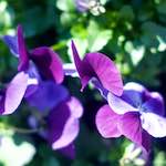 image: Image from the photoset &lsquo;flower (xiii)&rsquo;.
