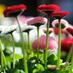 image: Image from the photoset &lsquo;flower (xiii)&rsquo;.