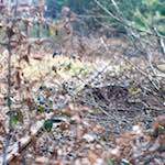 image: Image from the photoset &lsquo;train (xvi)&rsquo;.