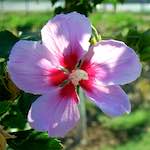 image: Image from the photoset &lsquo;flower (xxi)&rsquo;.