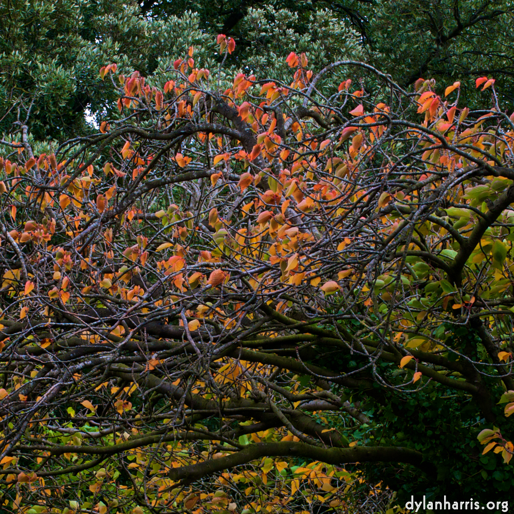 image: This is &lsquo;dublin (vi) 13&rsquo;.