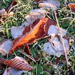 image: Image from the photoset &lsquo;parc (xxxv)&rsquo;.