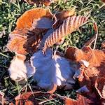 image: Image from the photoset &lsquo;parc (xxxv)&rsquo;.