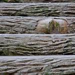 image: Image from the photoset &lsquo;parc (ii)&rsquo;.
