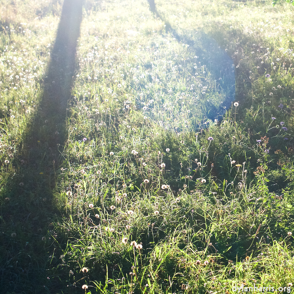 Image 'flower (xxvii) 1'.