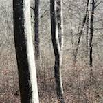 image: a backlit wood