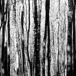 image: Image from the photoset &lsquo;wood (xxxviii)&rsquo;.