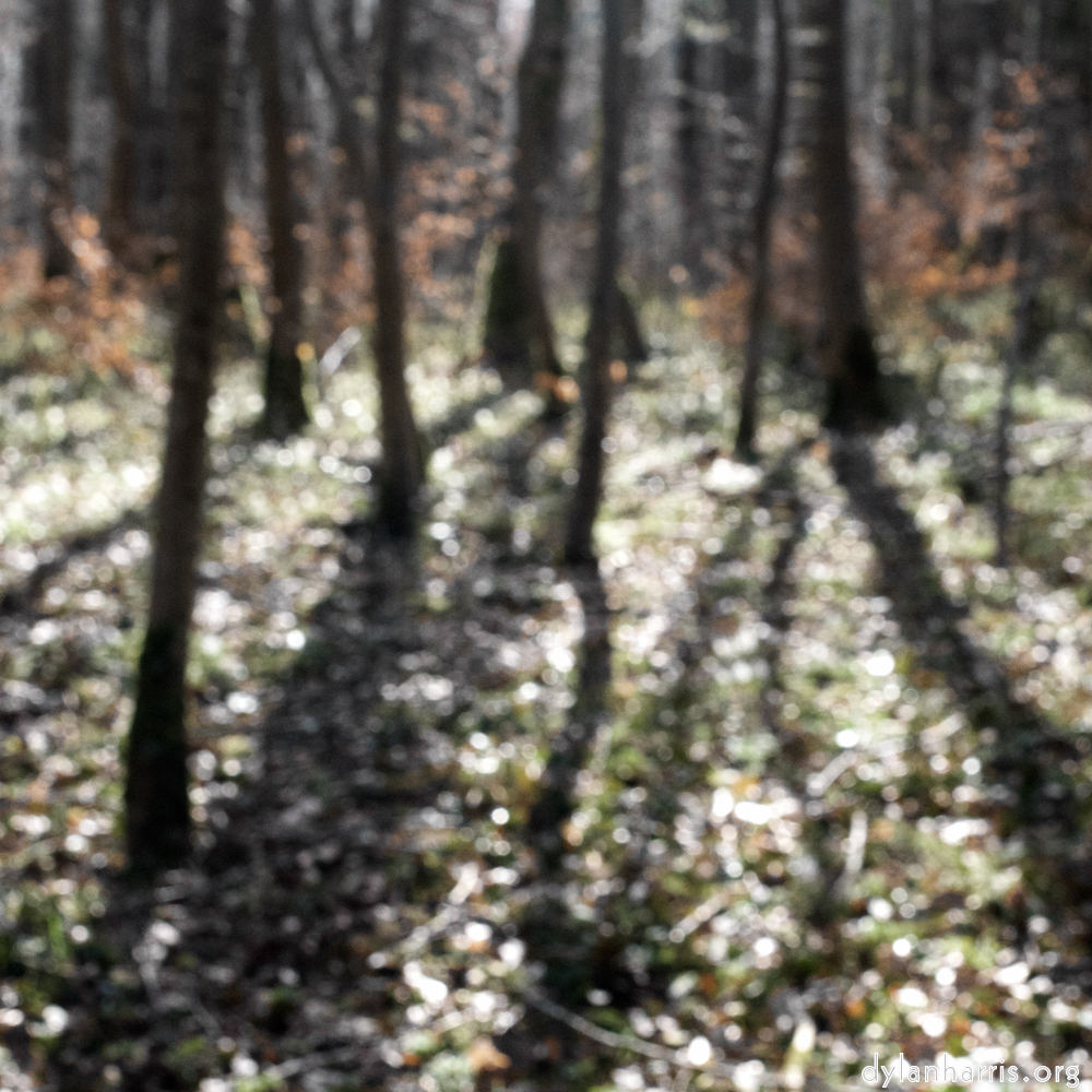 image: This is &lsquo;wood (xxxix) 1&rsquo;.