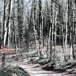 image: Image from the photoset &lsquo;wood (xxxix)&rsquo;.
