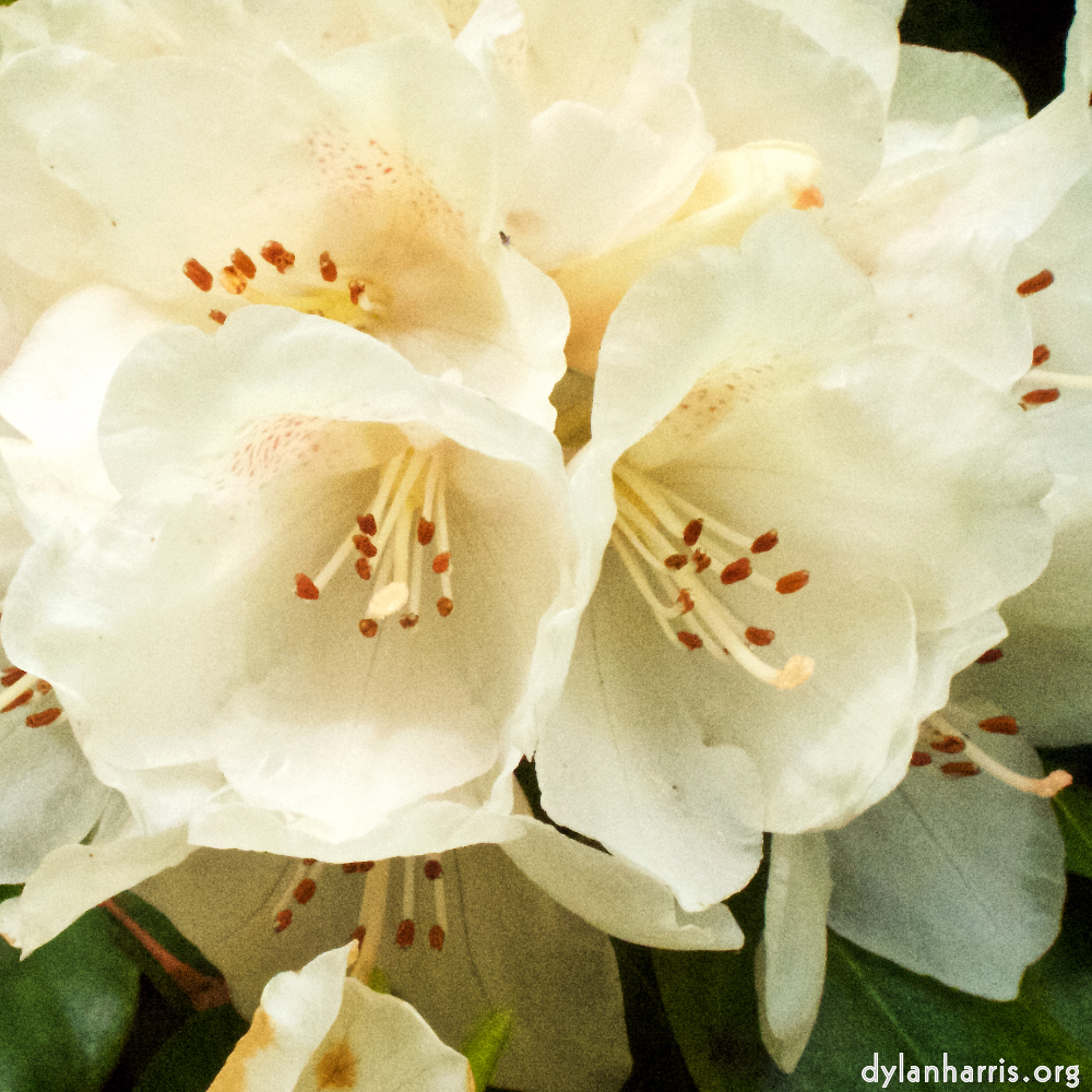 Image 'flower (xii) 8'.