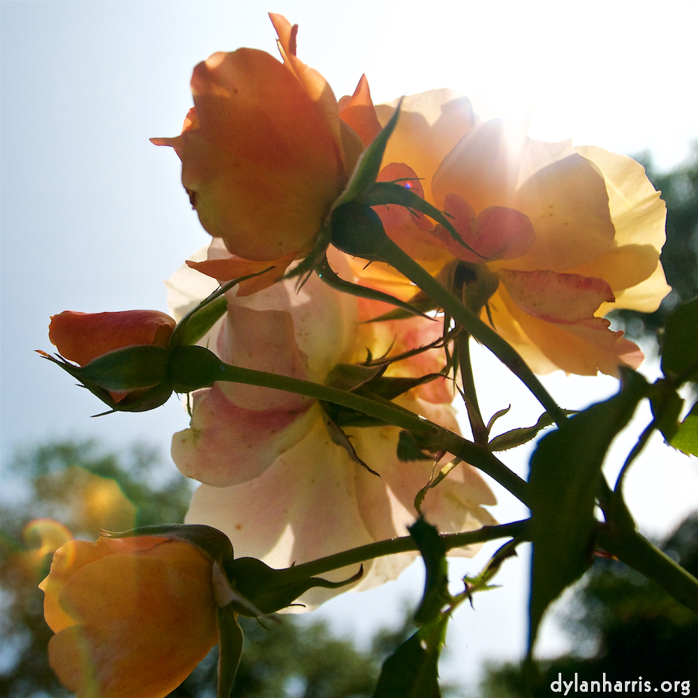 image: Voici &lsquo;fleurs&nbsp;d&rsquo;esch (lxxi) 3&rsquo;.