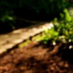 image: Image from the photoset &lsquo;parc (xxi)&rsquo;.