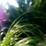 image: Image from the photoset &lsquo;parc (xxi)&rsquo;.