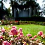 image: Image from the photoset &lsquo;parc (xxi)&rsquo;.