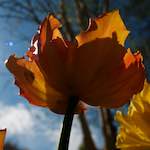 image: Image from the photoset &lsquo;escher blummen (li)&rsquo;.