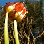image: Image from the photoset &lsquo;escher blummen (lv)&rsquo;.