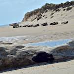 image: Image from the photoset &lsquo;alnmouth (ii)&rsquo;.