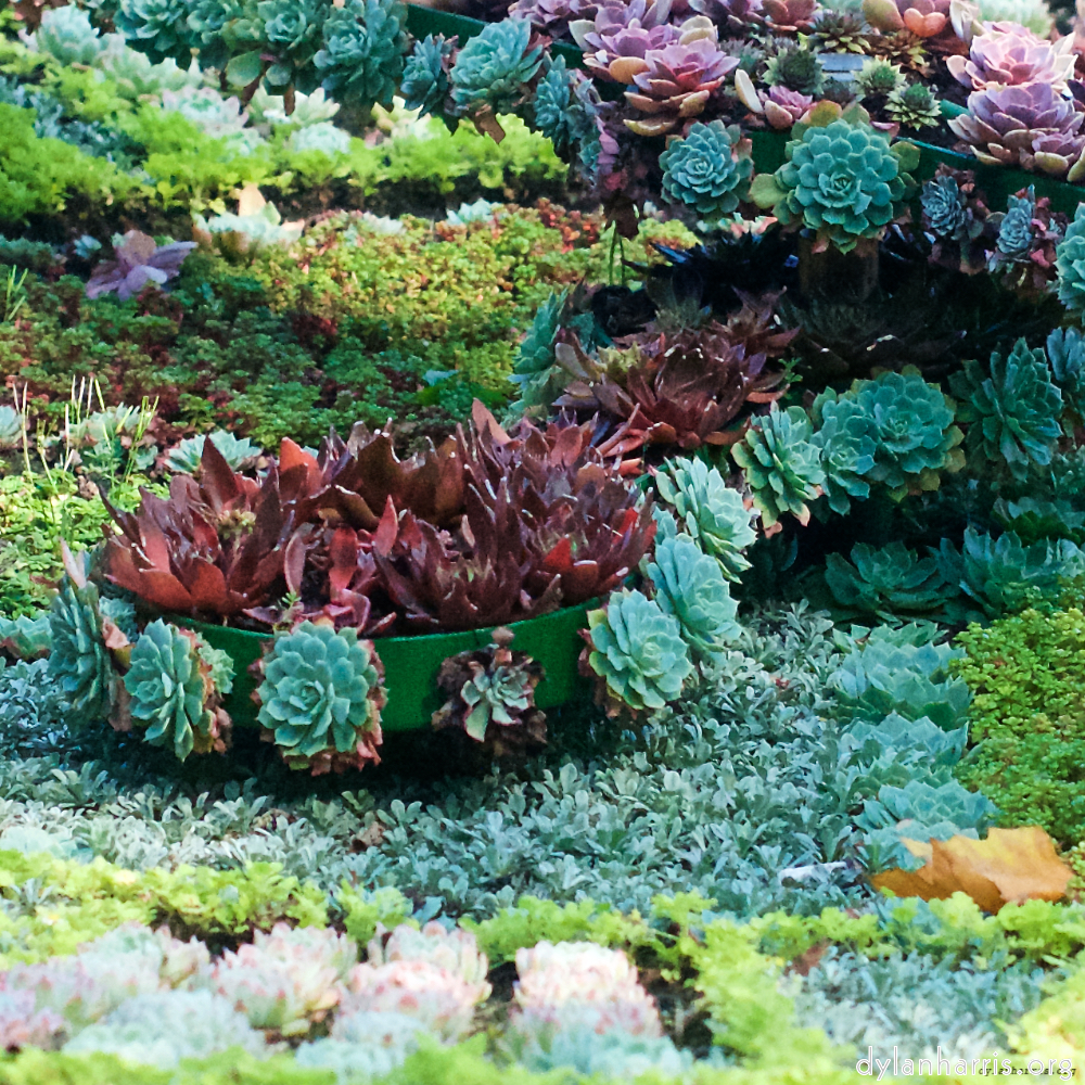 image: This is &lsquo;flower (vi) 2&rsquo;.