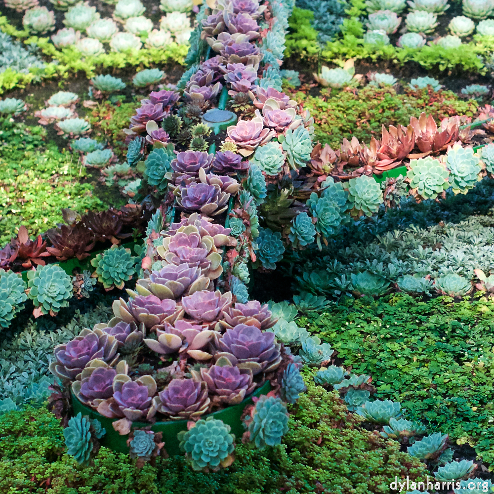 image: This is &lsquo;flower (vi) 4&rsquo;.