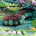 image: Image from the photoset &lsquo;flower (vi)&rsquo;.