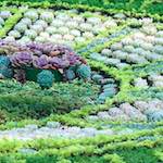 image: Image from the photoset &lsquo;flower (vi)&rsquo;.