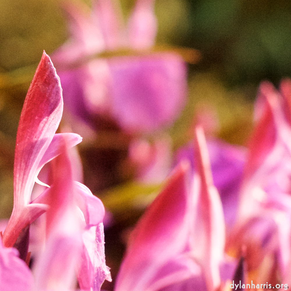Image 'flower (viii) 1'.