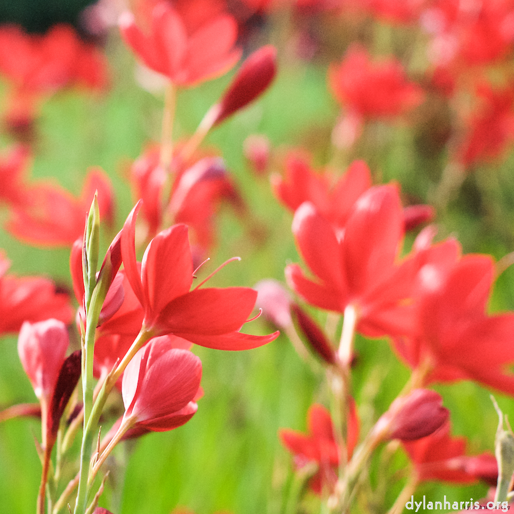 Image: Image 'flower (ix) 4'.