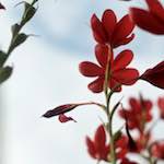 image: Image from the photoset &lsquo;flower (ix)&rsquo;.