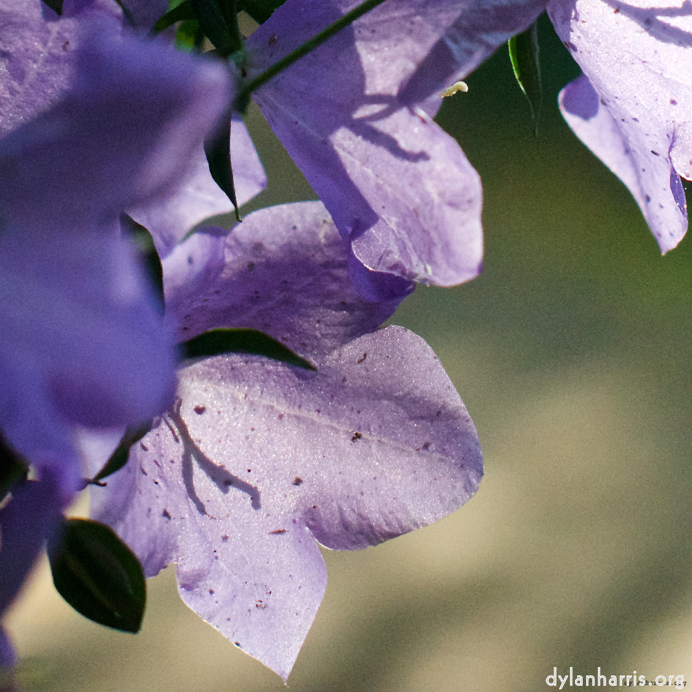image: This is &lsquo;flower (x) 1&rsquo;.
