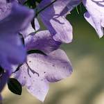image: Image from the photoset &lsquo;flower (x)&rsquo;.