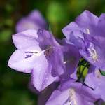 image: Image from the photoset &lsquo;flower (x)&rsquo;.