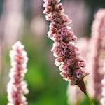image: Image from the photoset &lsquo;flower (x)&rsquo;.