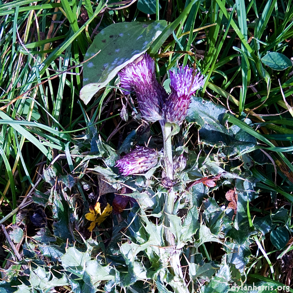 image: This is &lsquo;north (iv) 3&rsquo;.