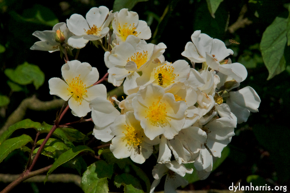 image: This is &lsquo;alnwick 14&rsquo;.