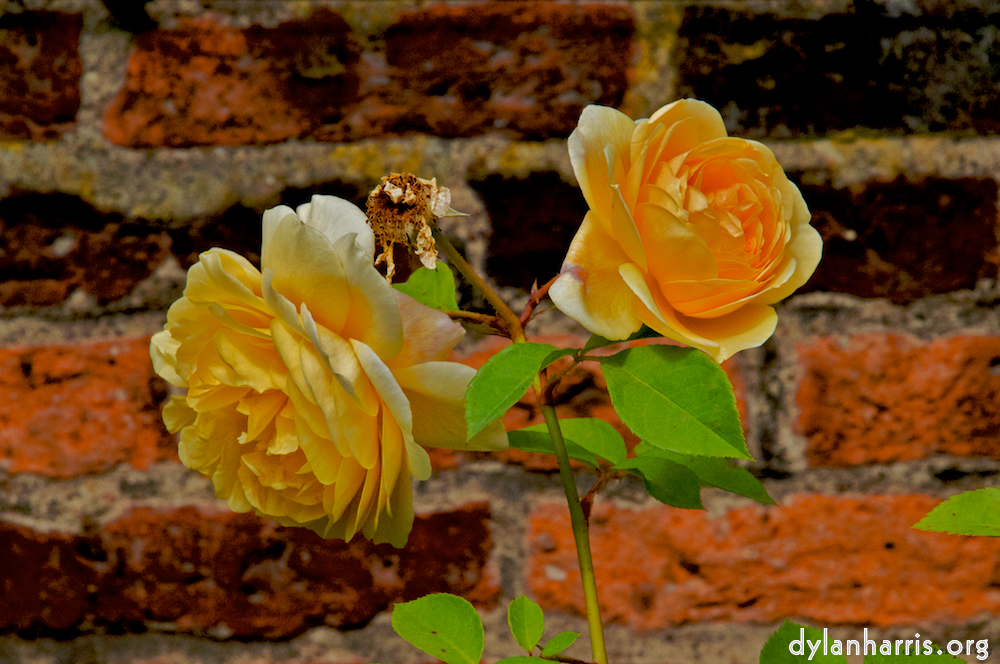 image: This is &lsquo;alnwick 3&rsquo;.