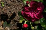 image: Image from the photoset &lsquo;alnwick&rsquo;.