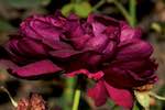 image: Image from the photoset &lsquo;alnwick&rsquo;.