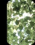 image: Image from the photoset &lsquo;front (i)&rsquo;.