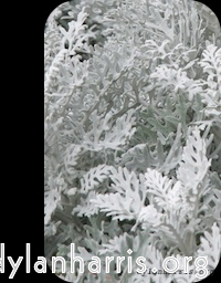 image: This is &lsquo;front (ii) 1&rsquo;.