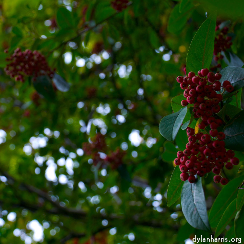 image: This is &lsquo;leaf (ii) 1&rsquo;.