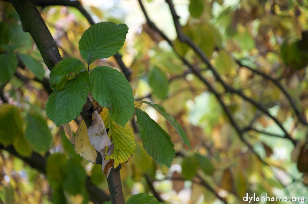 image: This is &lsquo;leaf (ii) 7&rsquo;.