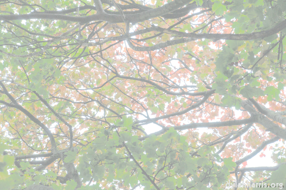 image: This is &lsquo;leaf (ii) 8&rsquo;.