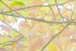 image: Image from the photoset &lsquo;leaf (ii)&rsquo;.