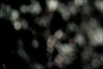 image: Image from the photoset &lsquo;leaf (ii)&rsquo;.
